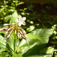 Rauvolfia serpentina (L.) Benth. ex Kurz