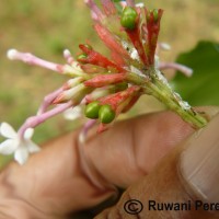 Rauvolfia serpentina (L.) Benth. ex Kurz