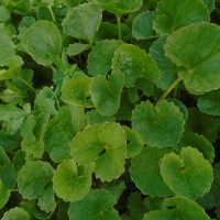 Centella asiatica (L.) Urb.