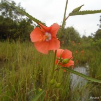 Pentapetes phoenicea L.