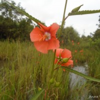 Pentapetes phoenicea L.