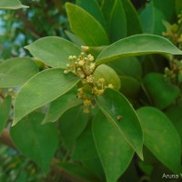 Gymnema sylvestre (Retz.) R.Br. ex Sm.