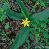 Curculigo orchioides Gaertn.