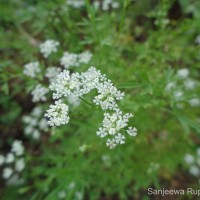 Psammogeton involucratus (Roxb.) Mousavi, Mozaff. & Zarre
