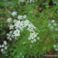 <i>Trachyspermum roxburghianum</i>  H.Wolff