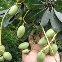 Mangifera zeylanica (Blume) Hook.f.