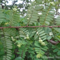 Phyllanthus racemosus L.f.