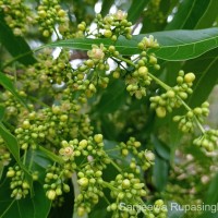 Swietenia macrophylla King