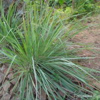 Cymbopogon citratus (DC.) Stapf