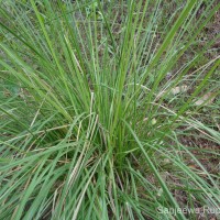 Chrysopogon zizanioides (L.) Roberty