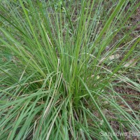 Chrysopogon zizanioides (L.) Roberty