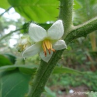 Solanum lasiocarpum Dunal