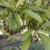 Madhuca longifolia (J.Koenig ex L.) J.F.Macbr.