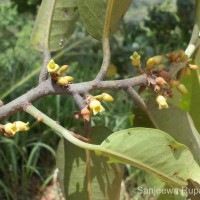 Myristica ceylanica A.DC.