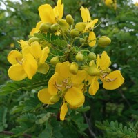 Senna auriculata (L.) Roxb.