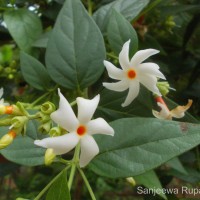 Nyctanthes arbor-tristis L.