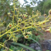 Sterculia urens Roxb.