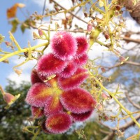 <i>Sterculia urens</i>  Roxb.