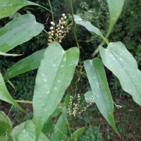 Dioscorea trimenii Prain & Burkill