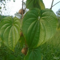 Dioscorea bulbifera L.