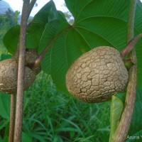 Dioscorea bulbifera L.