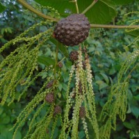 Dioscorea bulbifera L.