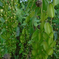 Dioscorea bulbifera L.