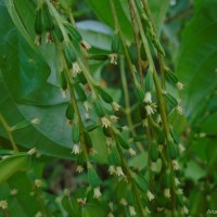 Dioscorea bulbifera L.