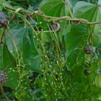 Dioscorea bulbifera L.