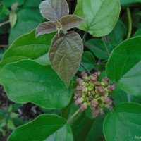 Premna corymbosa Rottler