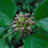 <i>Premna corymbosa</i>  Rottler