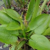 Albidella glandulosa (Thwaites) Lehtonen