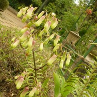 Kalanchoe pinnata (Lam.) Pers.