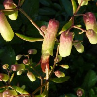 Kalanchoe pinnata (Lam.) Pers.