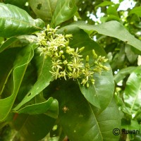 Acronychia pedunculata (L.) Miq.