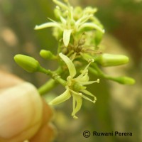 Acronychia pedunculata (L.) Miq.