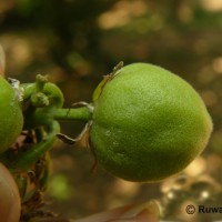 Acronychia pedunculata (L.) Miq.