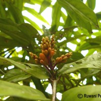 Saraca asoca (Roxb.) J.J.de Wilde