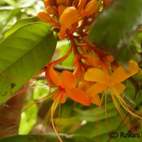 Saraca asoca (Roxb.) J.J.de Wilde