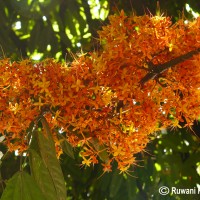 Saraca asoca (Roxb.) J.J.de Wilde
