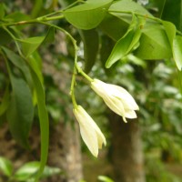 Murraya paniculata (L.) Jack