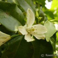 Murraya paniculata (L.) Jack