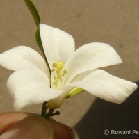 Murraya paniculata (L.) Jack