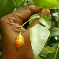 Murraya paniculata (L.) Jack