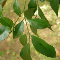 Murraya paniculata (L.) Jack