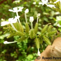 Plumbago zeylanica L.