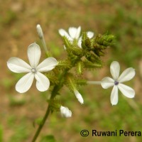 Plumbago zeylanica L.