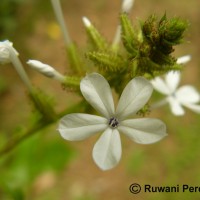 Plumbago zeylanica L.