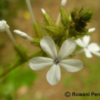 Plumbago zeylanica L.