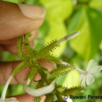 Plumbago zeylanica L.